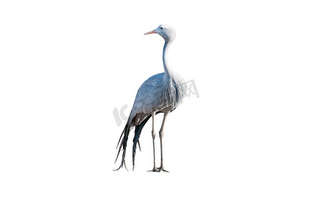 常设摄影照片_孤立在白色的常设蓝鹤