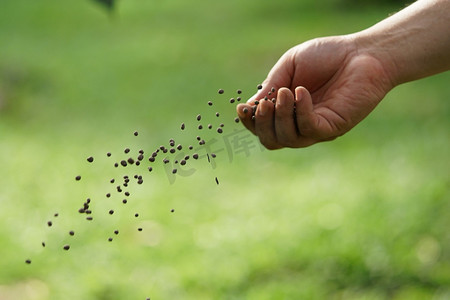 肥料摄影照片_男人的手正在播种肥料。