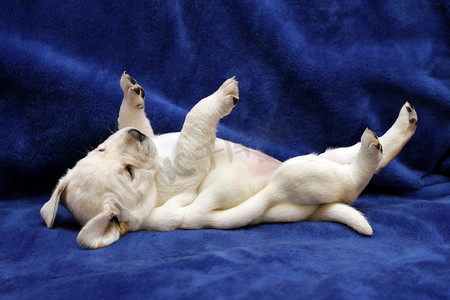 狗爪子摄影照片_躺在后面的黄色拉布拉多小狗