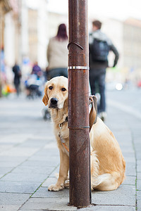 孤独的可爱狗在城市街道上耐心地等待他的主人