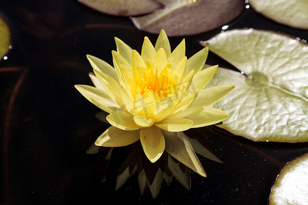 荷花锦鲤摄影照片_在锦鲤池塘顶部的睡莲花