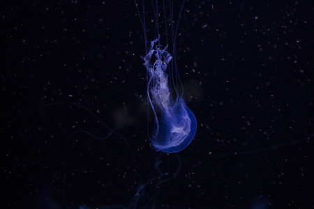 海洋生物背景摄影照片_水下水母，深色背景，蓝色光，野生动物海洋动物。