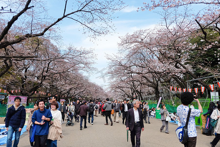 樱花季的上野公园