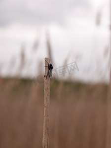 芦苇从摄影照片_从侧面看，一只黑苍蝇在芦苇上休息