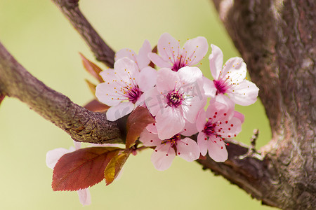 李树摄影照片_观赏李树特写的几朵花