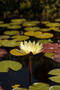 荷花锦鲤摄影照片_在锦鲤池塘顶部的睡莲花