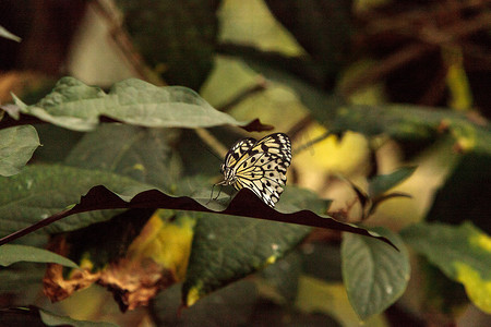 纸鸢蝴蝶，Idea leuconoe