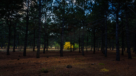 松秋林中孤独的黄橡树