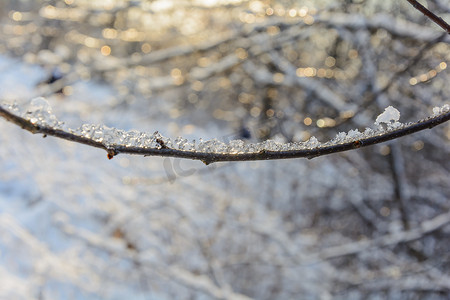 融化的雪在树枝上