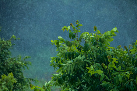 夏天的雨。