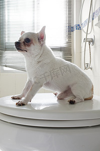 狗洗澡摄影照片_浴室里的狗