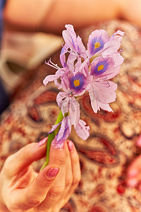 女性手拿着紫罗兰 foler Eichornia crassipes