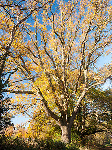 光秃秃的树枝橡树秋天没有人许多树枝棕色没有叶子