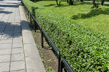 水腊绿篱摄影照片_医生花园的金属栅栏和绿篱
