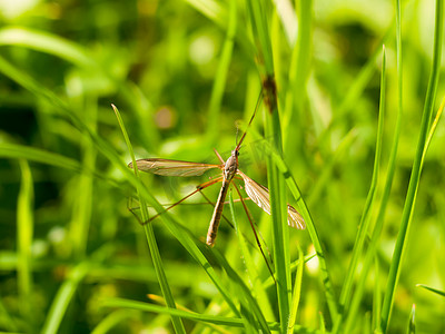 爸爸长腿鹤飞 Tipulidae 关闭