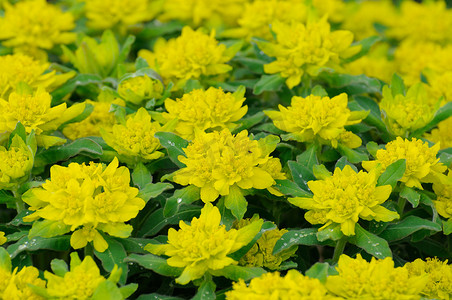 德国黑森州富尔达的黄绿色花朵