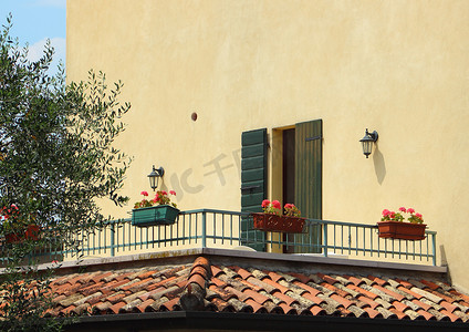 中午南侧阳台与橄榄树