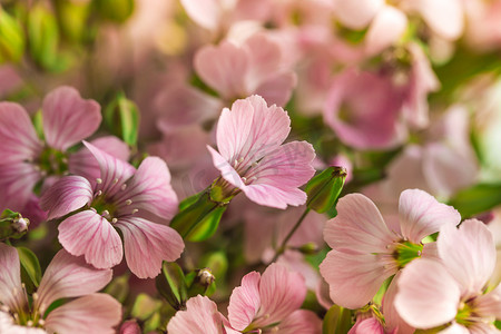 天竺葵天竺葵组明亮的樱桃粉色花