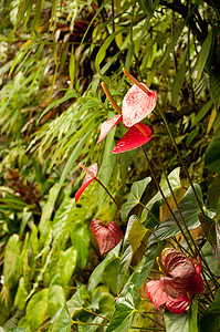 一只花儿出墙来摄影照片_热带森林中的红掌