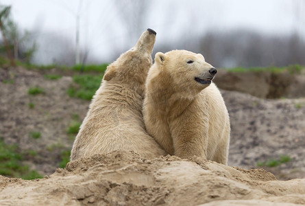 打架熊摄影照片_两只北极熊