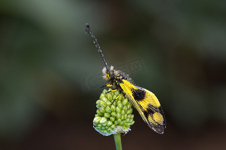 Macaronius owlfly (Libelloides macaronius) 小草花上有水滴