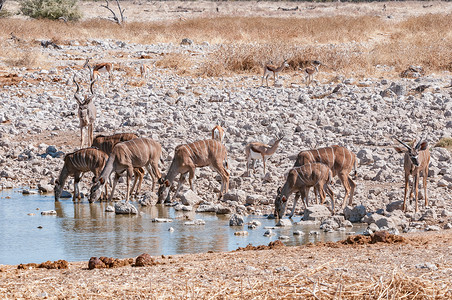 Kudus 和跳羚在水坑喝水