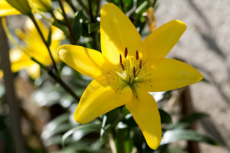 开花的黄色百合细节