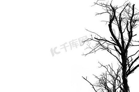 在白色背景上孤立的剪影死树，用于可怕或死亡，并带有文本复制空间。
