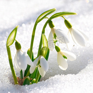 雪莲花摄影照片_春天的雪莲花