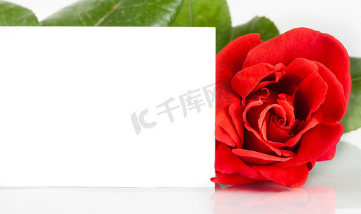 道歉卡摄影照片_红玫瑰和白色背景文本的空白礼品卡