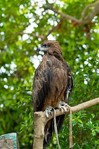 脚踏实地摄影照片_猎鹰站在树桩上。