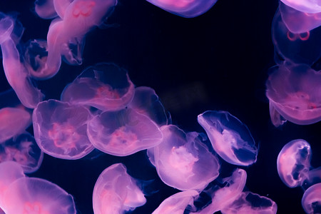 许多月亮水母惊人的海洋生物背景在深海中以紫色和粉色发光