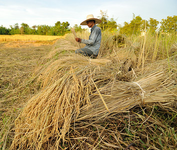 成熟水稻摄影照片_泰国农民在稻田收割水稻