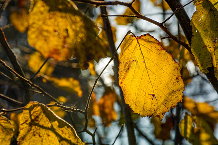 秋天森林树枝上的黄叶