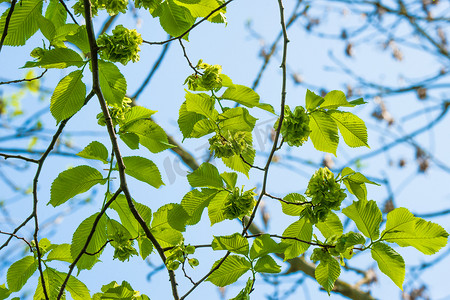 春天绿叶摄影照片_榆树上的绿叶