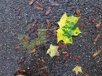 潮湿街道上带有种子的秋季彩色枫叶