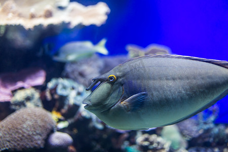 海底世界的鱼种