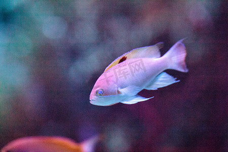 Purplequeen anthias 鱼 Pseudanthias pascalus