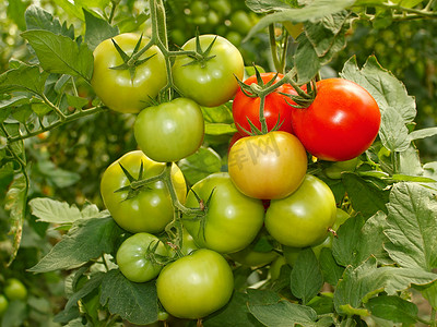 一堆绿色和红色的西红柿