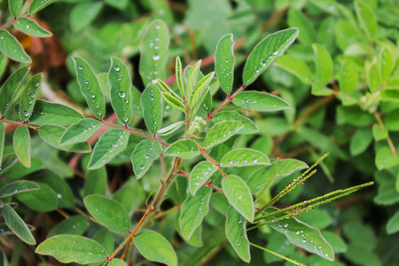 雨后小植物在绿叶上滴水供 fres