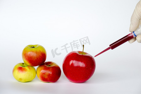 转基因摄影照片_做更大的苹果