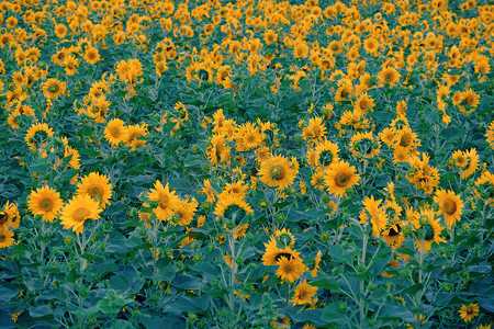 漂亮向日葵摄影照片_向日葵田，大叻的黄色花