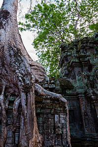 有根的树坐在石庙 Ta Prohm 上