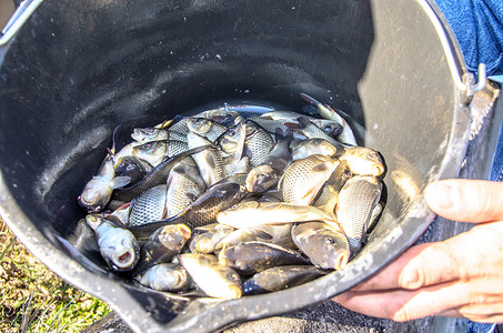 桶中养鱼场的鲤鱼幼鱼被运输到水库中