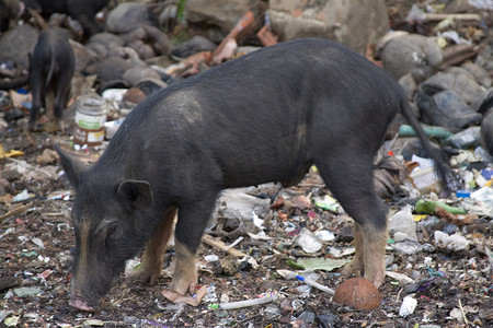 鼻子摄影照片_黑猪在地里挖洞觅食。