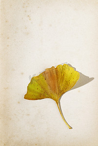 旧页上的秋天银杏叶
