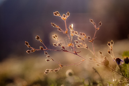草地小溪摄影照片_阿尔泰草地上的植物。