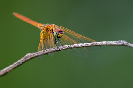 自然背景下栖息在树枝上的蜻蜓形象