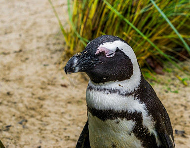 非洲企鹅头特写，非洲海岸一只濒临灭绝的水鸟的肖像