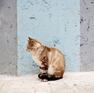天猫ip摄影照片_非洲摩洛哥和房子背景中的孤猫